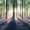 Outlet NANU-NANA Jumboposter Enchanted Forest, Nr. 12