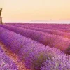 Best NANU-NANA Jumboposter Lavender Horizon, Nr. 17