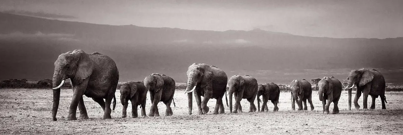 New NANU-NANA Jumboposter Line Of Elephants, Nr. 27