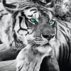 Sale NANU-NANA Jumboposter Tiger, Nr. 3