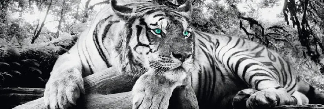 Sale NANU-NANA Jumboposter Tiger, Nr. 3