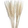 Discount NANU-NANA Pampasgras, Creme, 78 Cm