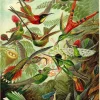 Sale NANU-NANA Poster Beautiful Birds, Nr. 66