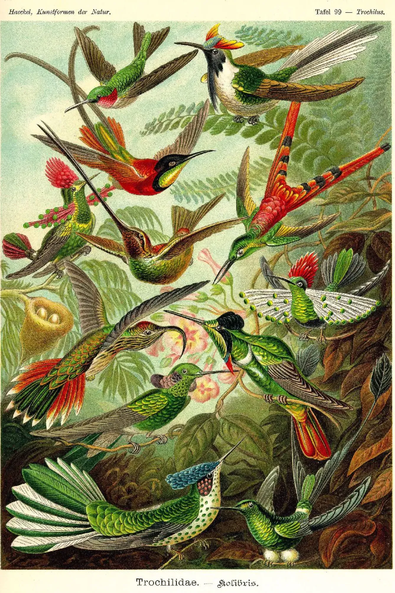 Sale NANU-NANA Poster Beautiful Birds, Nr. 66