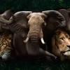 Sale NANU-NANA Poster Big Five Of Africa, Nr. 219