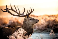 Best NANU-NANA Poster Deer In Forest, Nr. 52