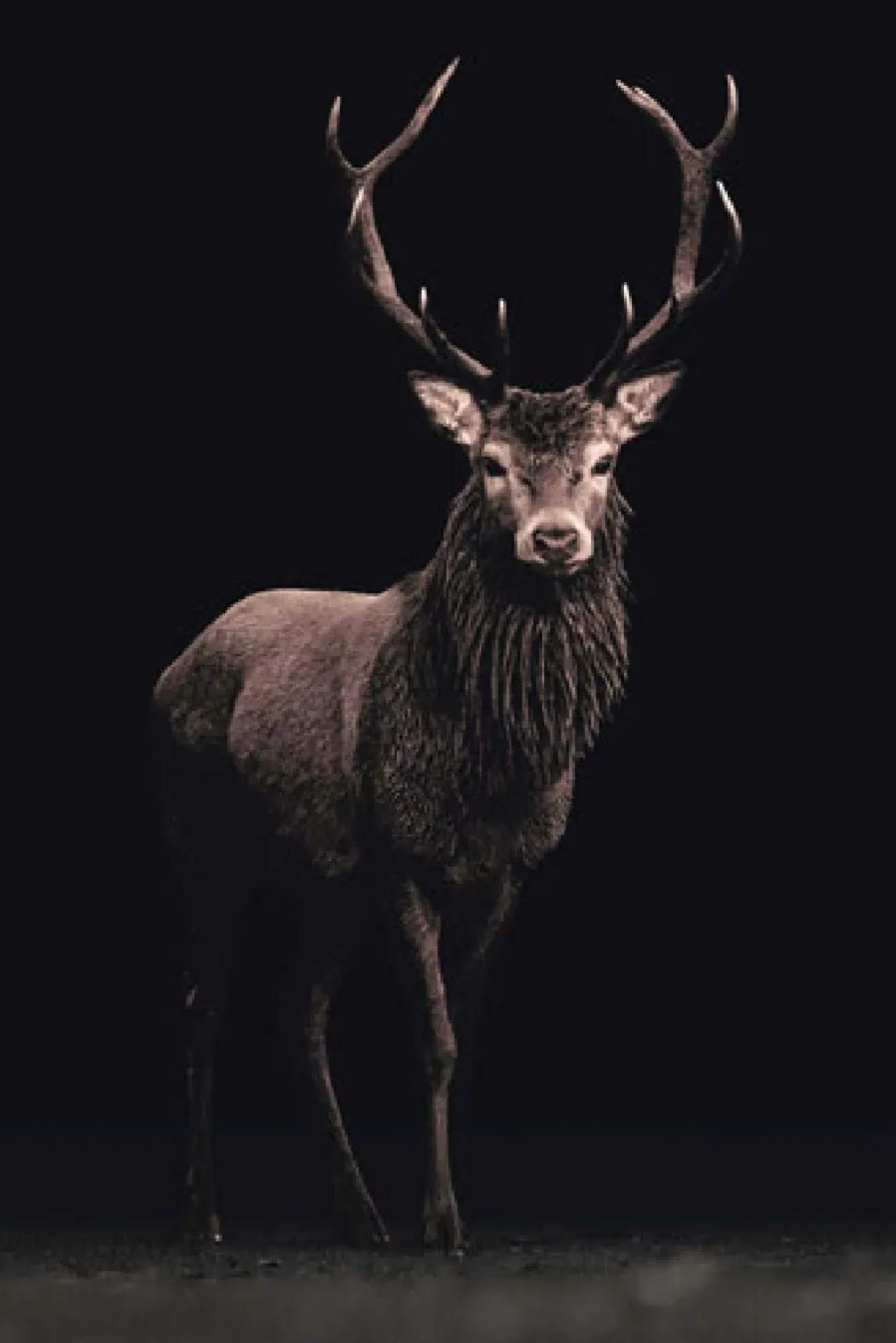 Online NANU-NANA Poster Deer On Black, Nr. 160