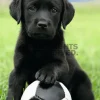 Sale NANU-NANA Poster Dog - Labrador Football, Nr. 65