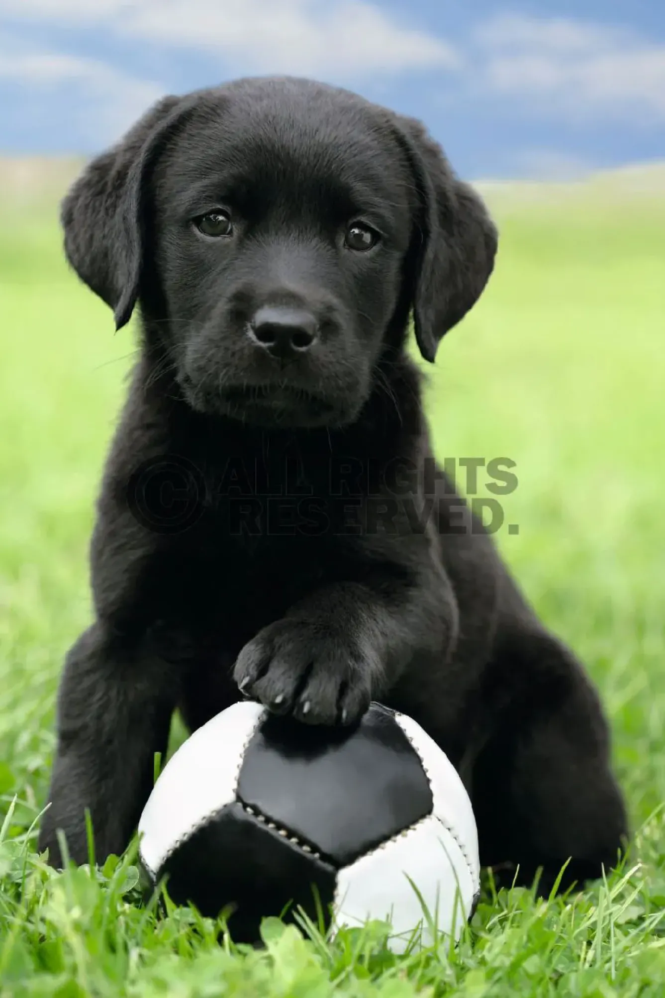 Sale NANU-NANA Poster Dog - Labrador Football, Nr. 65