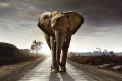 Fashion NANU-NANA Poster Elephant King, Nr. 200