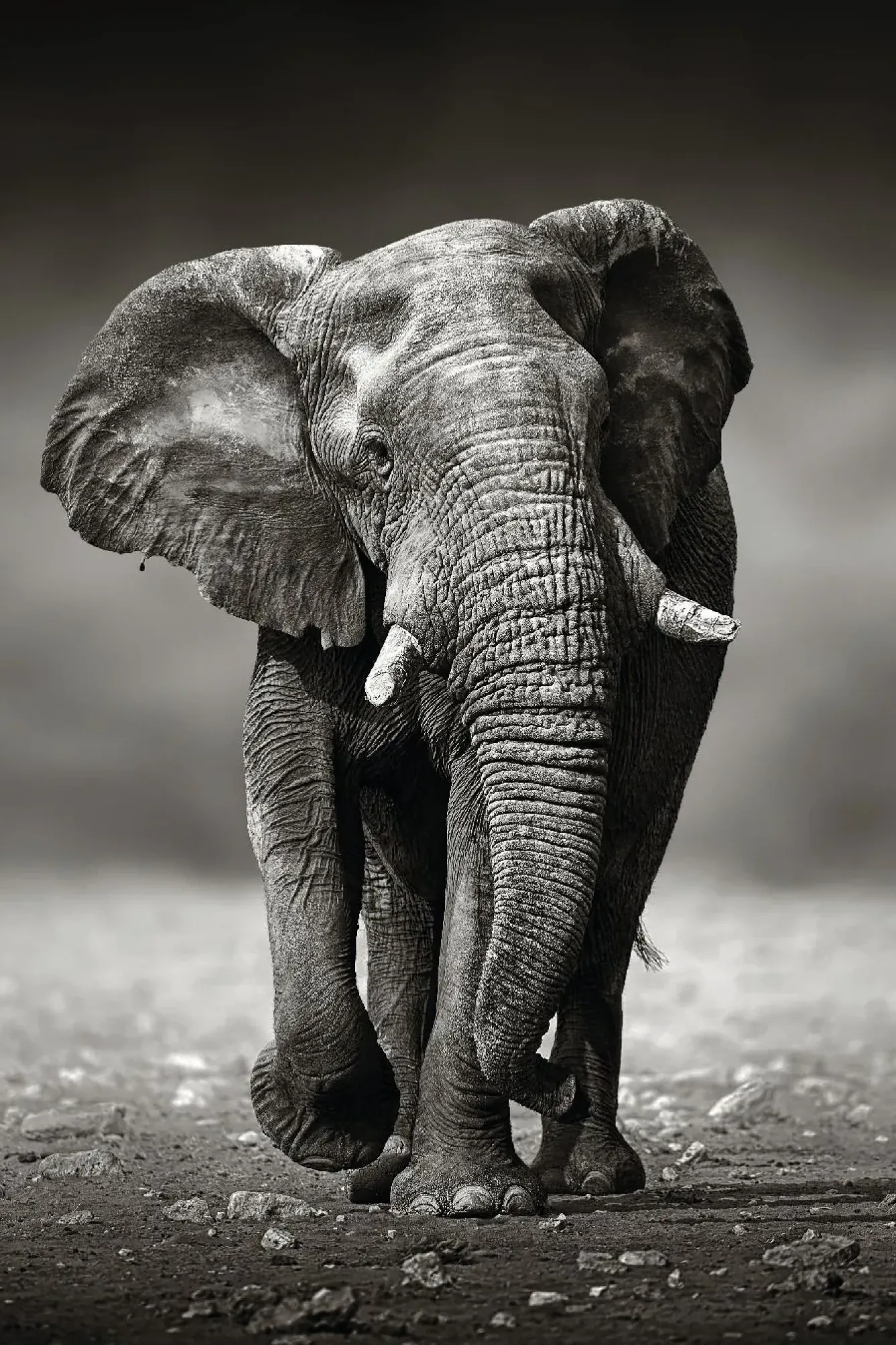 Outlet NANU-NANA Poster Elephant Walking, Nr. 156