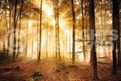 Clearance NANU-NANA Poster Enlightened Forest, Nr. 187