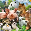 New NANU-NANA Poster Farm Animals, Nr. 114