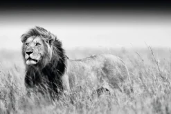 New NANU-NANA Poster Kings Of Nature - Lion, Nr. 129