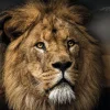 Hot NANU-NANA Poster Lion Design, Nr. 188
