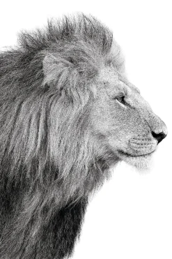 Best NANU-NANA Poster Lions Profile, Nr. 100
