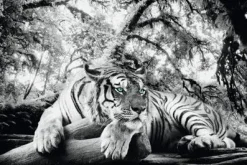 Best NANU-NANA Poster Tiger Is Watching You, Nr. 137