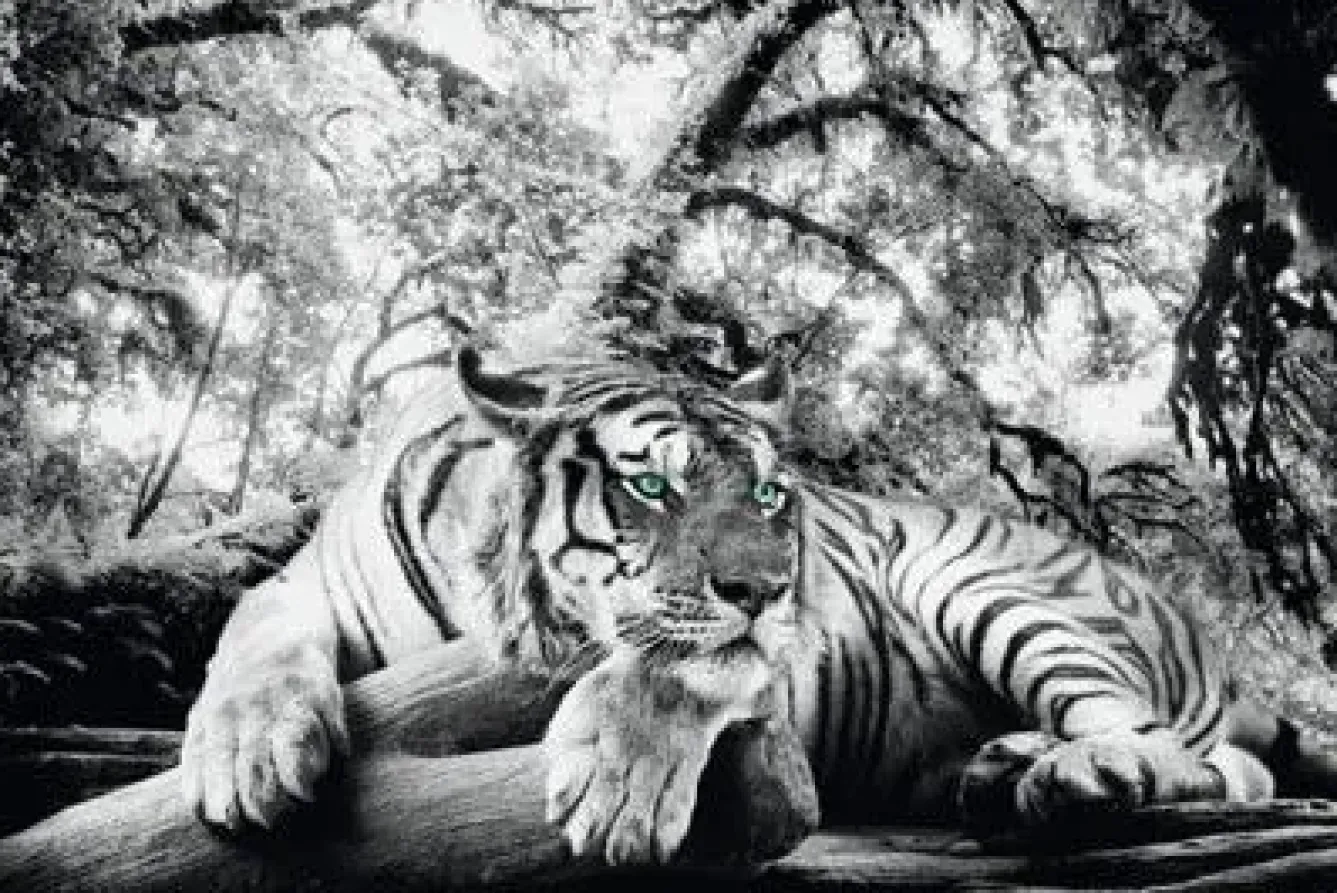 Best NANU-NANA Poster Tiger Is Watching You, Nr. 137