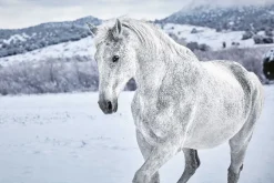 Clearance NANU-NANA Poster White Horse In Snow, Nr. 169