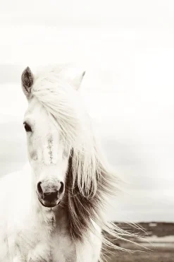Sale NANU-NANA Poster White Horse, Nr. 62