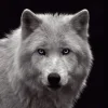 Outlet NANU-NANA Poster White Wolf - Blue Eyes, Nr. 93