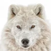 Sale NANU-NANA Poster Wolf Head, Nr. 202