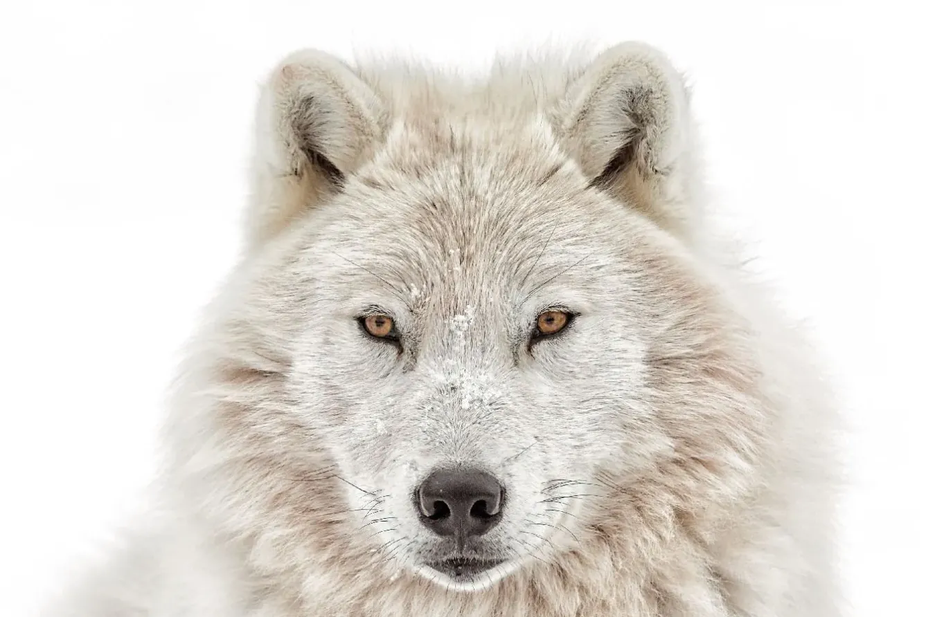 Sale NANU-NANA Poster Wolf Head, Nr. 202